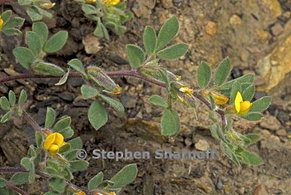 acmispon brachycarpus 3 graphic